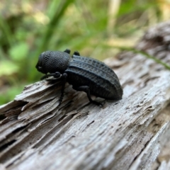 Talaurinus kirbii at Wyanbene, NSW - 15 Apr 2024 by AJB