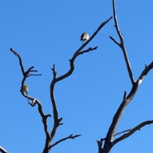 Acanthiza chrysorrhoa at Yarralumla, ACT - 23 Apr 2024