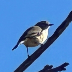 Acanthiza chrysorrhoa at Yarralumla, ACT - 23 Apr 2024