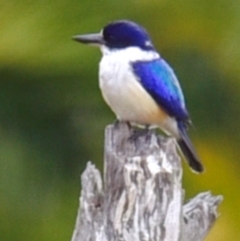 Todiramphus macleayii at Alloway, QLD - 7 Aug 2020 12:45 PM