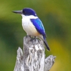 Todiramphus macleayii at Alloway, QLD - 7 Aug 2020 12:45 PM