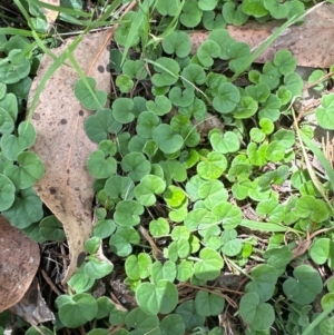 Dichondra repens at Yarralumla, ACT - 2 Jan 2024 12:44 PM