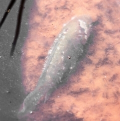 Unidentified Carp at Kinkuna, QLD - 7 Aug 2020 by Petesteamer