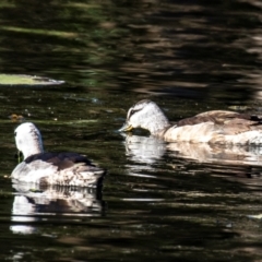 Nettapus coromandelianus (Cotton Pygmy-Goose) at Bundaberg South, QLD - 11 Aug 2020 by Petesteamer