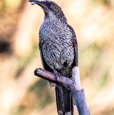 Anthochaera chrysoptera (Little Wattlebird) at Bundaberg West, QLD - 8 Aug 2020 by Petesteamer