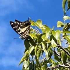 Charaxes sempronius (Tailed Emperor) at Mount Majura - 23 Apr 2024 by Pirom