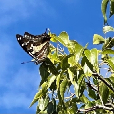 Charaxes sempronius (Tailed Emperor) at Majura, ACT - 23 Apr 2024 by Pirom