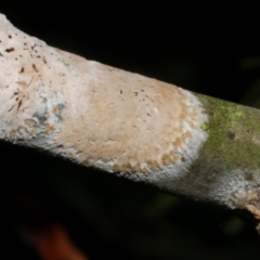 Septobasidium sp. at WendyM's farm at Freshwater Ck. - 31 Jan 2024 by WendyEM