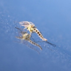 Culicidae (family) (A mosquito) at Fyshwick, ACT - 23 Apr 2024 by RodDeb