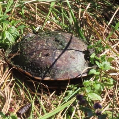 Chelodina longicollis (Eastern Long-necked Turtle) at Jerrabomberra Wetlands - 23 Apr 2024 by RodDeb
