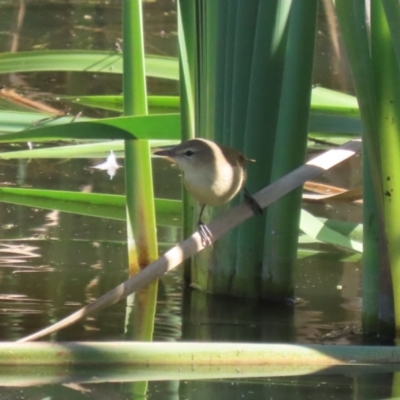 Acrocephalus australis (Australian Reed-Warbler) at Jerrabomberra Wetlands - 23 Apr 2024 by RodDeb