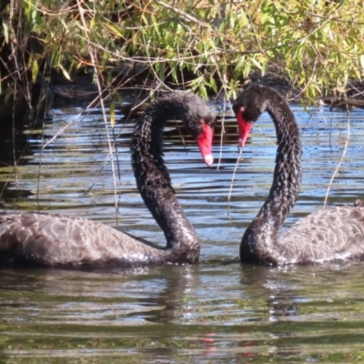 Cygnus atratus (Black Swan) at Jerrabomberra Wetlands - 23 Apr 2024 by RodDeb