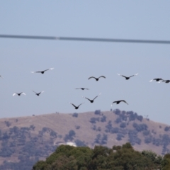 Cygnus atratus at Jerrabomberra Wetlands - 23 Apr 2024