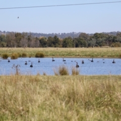 Cygnus atratus at Jerrabomberra Wetlands - 23 Apr 2024