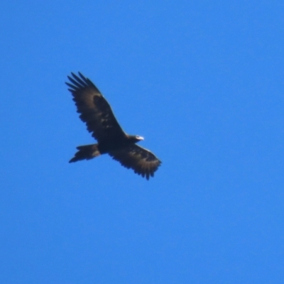 Aquila audax (Wedge-tailed Eagle) at Jerrabomberra Wetlands - 23 Apr 2024 by RodDeb