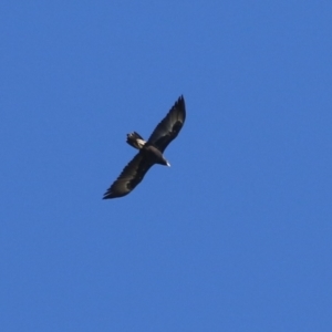 Aquila audax at Jerrabomberra Wetlands - 23 Apr 2024