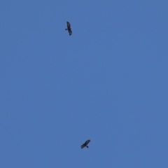 Aquila audax at Jerrabomberra Wetlands - 23 Apr 2024