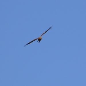 Haliastur sphenurus at Jerrabomberra Wetlands - 23 Apr 2024 12:36 PM