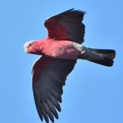 Eolophus roseicapilla (Galah) at Wollondilly Local Government Area - 23 Apr 2024 by Freebird