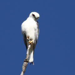 Elanus axillaris (Black-shouldered Kite) at Jerrabomberra Wetlands - 23 Apr 2024 by RodDeb