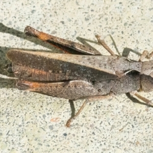 Cryptobothrus chrysophorus at QPRC LGA - 16 Apr 2024 01:39 PM