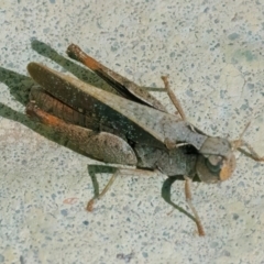 Cryptobothrus chrysophorus at QPRC LGA - 16 Apr 2024 01:39 PM