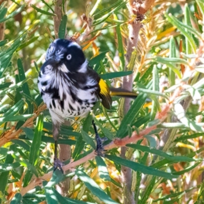 Phylidonyris novaehollandiae (New Holland Honeyeater) at Acton, ACT - 21 Apr 2024 by WHall