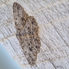 Thallogama nigraria (Black Bark Moth) at QPRC LGA - 22 Apr 2024 by clarehoneydove