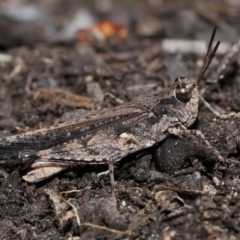 Pycnostictus seriatus (Common Bandwing) at Acton, ACT - 23 Apr 2024 by TimL