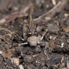 Pycnostictus seriatus at ANBG - 23 Apr 2024