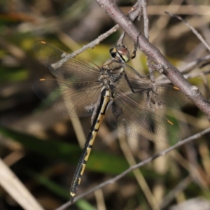 Hemicordulia tau at ANBG - 23 Apr 2024 02:27 PM