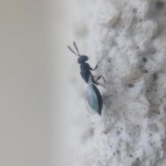 Tetramesa sp. (genus) (Stem-galling wasp) at Baldivis, WA - 16 May 2023 by michaelb