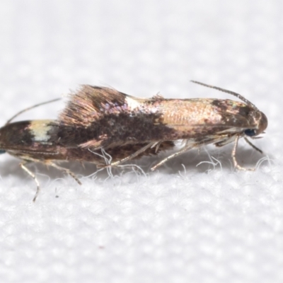 Heliozela (genus) (Heliozelidae moth) at Jerrabomberra, NSW - 23 Apr 2024 by DianneClarke