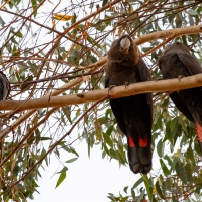 Calyptorhynchus lathami (Glossy Black-Cockatoo) at Penrose - 21 Apr 2024 by Aussiegall