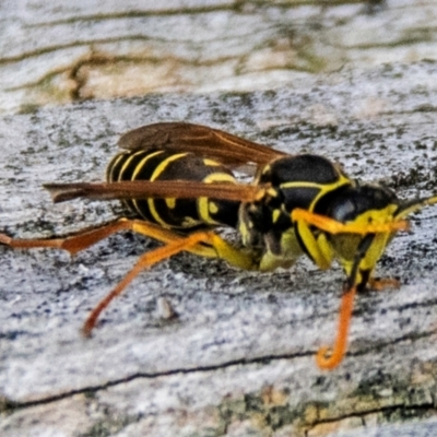 Vespula germanica (European wasp) at Drouin, VIC - 15 Apr 2024 by Petesteamer