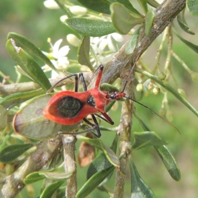 Gminatus australis (Orange assassin bug) at Pollinator-friendly garden Conder - 11 Dec 2023 by michaelb