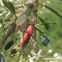 Gminatus australis at Pollinator-friendly garden Conder - 11 Dec 2023 02:42 PM