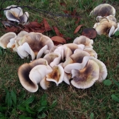 Omphalotus nidiformis (Ghost Fungus) at Towamba, NSW - 23 Apr 2024 by NickWebb