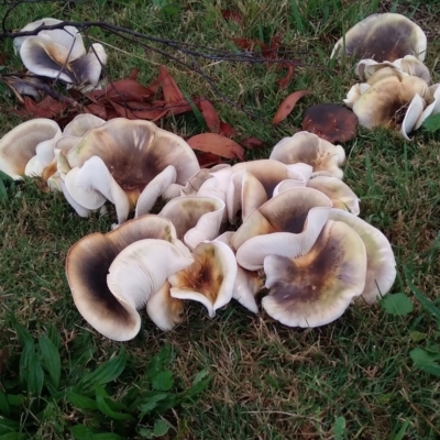 Omphalotus nidiformis (Ghost Fungus) at Towamba, NSW - 24 Apr 2024 by NickWebb