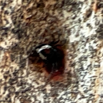Euryopis splendens (Splendid tick spider) at Russell, ACT - 22 Apr 2024 by Hejor1