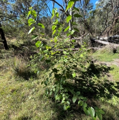 Unidentified Other Tree at Ainslie, ACT - 23 Apr 2024 by cmobbs