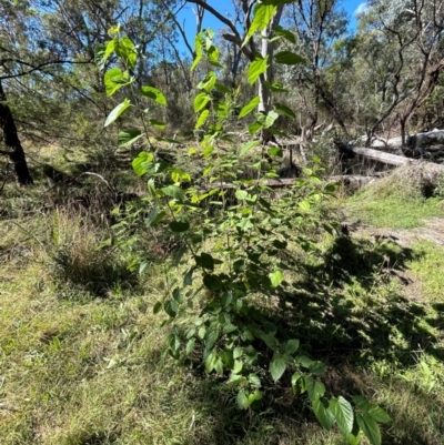 Ulmus procera at Ainslie, ACT - 23 Apr 2024 by cmobbs