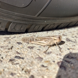 Locusta migratoria at QPRC LGA - 24 Apr 2024 10:36 AM