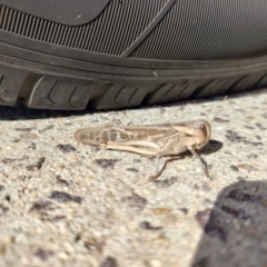 Locusta migratoria (A migratory locust) at QPRC LGA - 24 Apr 2024 by LyndalT