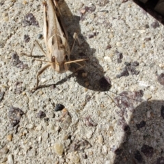 Locusta migratoria at QPRC LGA - 24 Apr 2024 10:36 AM