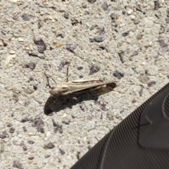 Locusta migratoria at QPRC LGA - 24 Apr 2024 10:36 AM