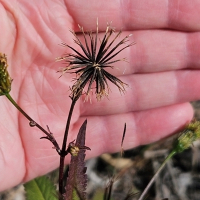 Bidens pilosa (Cobbler's Pegs, Farmer's Friend) at The Pinnacle - 23 Apr 2024 by sangio7