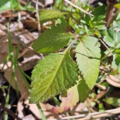 Bidens pilosa at The Pinnacle - 23 Apr 2024