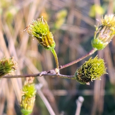 Bidens pilosa (Cobbler's Pegs, Farmer's Friend) at The Pinnacle - 23 Apr 2024 by sangio7