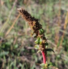 Amaranthus retroflexus (Redroot Amaranth) at The Pinnacle - 23 Apr 2024 by sangio7